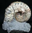 Gorgeous Iridescent Discoscaphites Ammonites - #8956-1